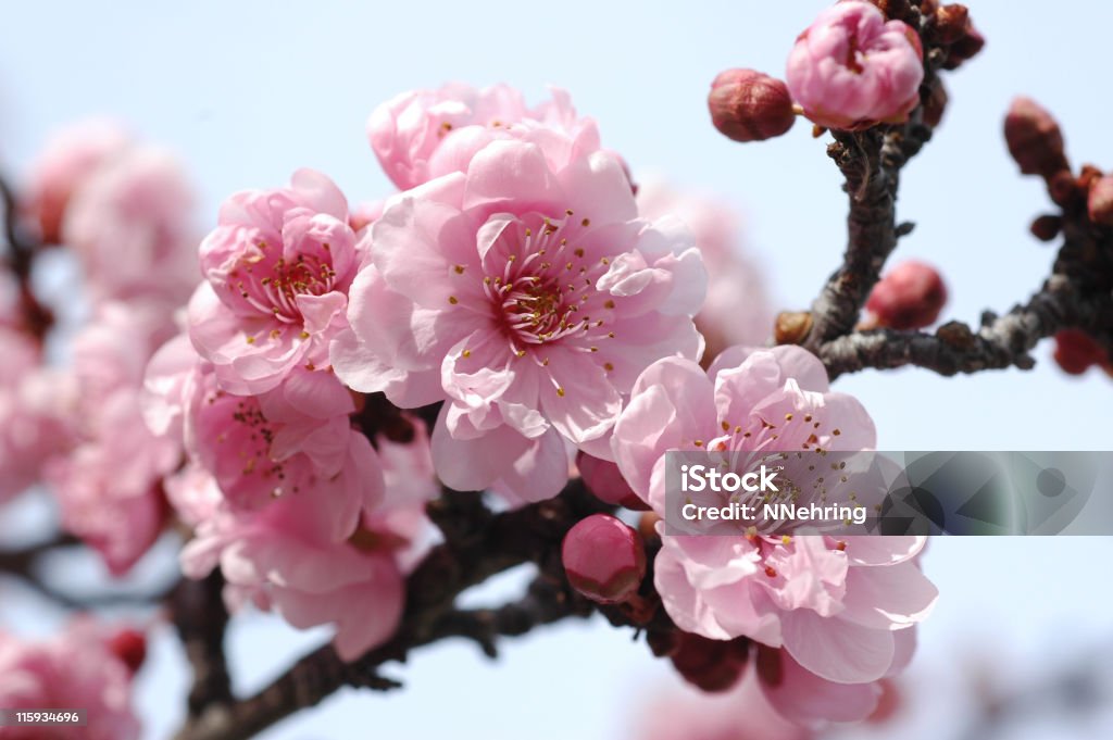 Casal-de-rosa com flores de ameixa, disponível no cerasifera - Foto de stock de Árvore Frutífera royalty-free