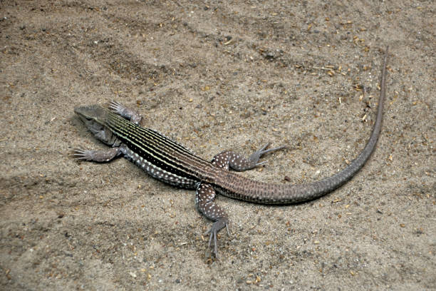 istock The long gray lizard lie on the sand 1159347039