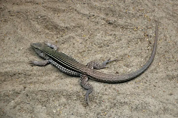 Photo of The long gray lizard lie on the sand