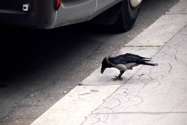 istock The gray crow eating the bun under the car 1159347078