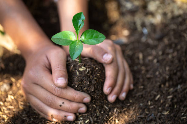 sämlinge auf fruchtbarem boden. natürliche pflegekonzepte und welterhaltung, reduzierung der globalen erwärmung. weltumwelttag. - growth new life seedling child stock-fotos und bilder