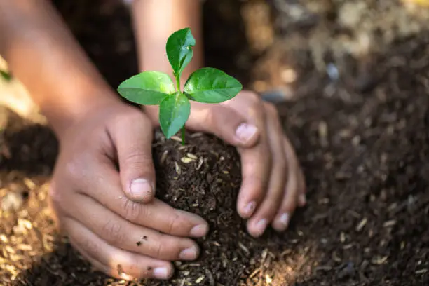 Photo of seedlings on fertile soil.Natural care concepts and world preservation, global warming reduction. World Environment Day.