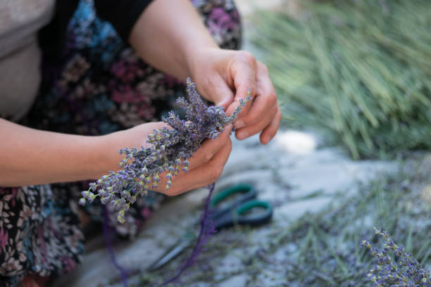 istock Woman Making a Bouquet with Lavanda Flowers 1159348631