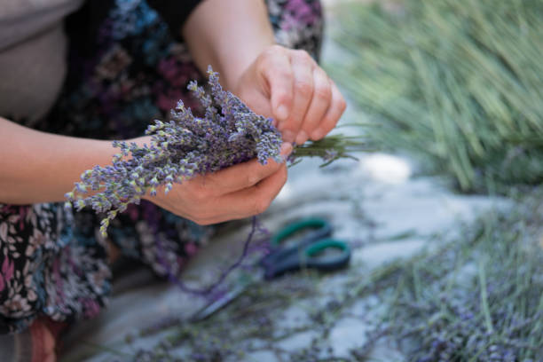 istock Woman Making a Bouquet with Lavanda Flowers 1159348738