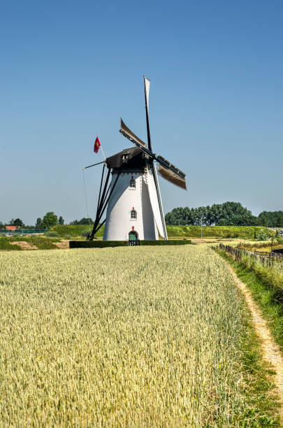 トウモロコシ畑に沿った道 - windmill cultivated land crop day ストックフォトと画像
