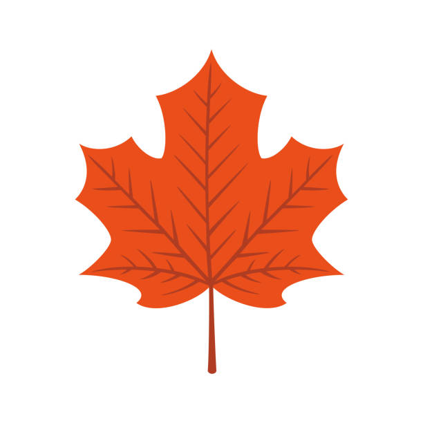 흰색 배경에 단풍 잎 분리 - maple leaf leaf autumn single object stock illustrations