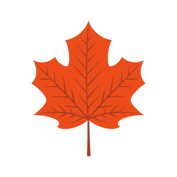 кленовый лист изолирован на белом фоне - maple leaf close up symbol autumn stock illustrations