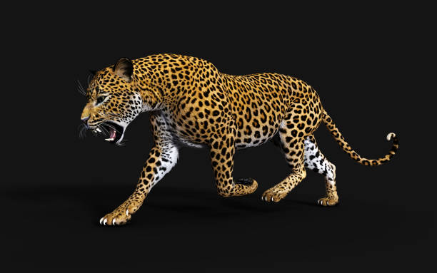 istock 3d Illustration Leopard, Panthera Pardus, Tiger 1159351592