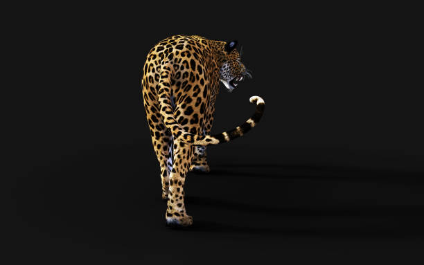 istock 3d Illustration Leopard, Panthera Pardus, Tiger 1159351672