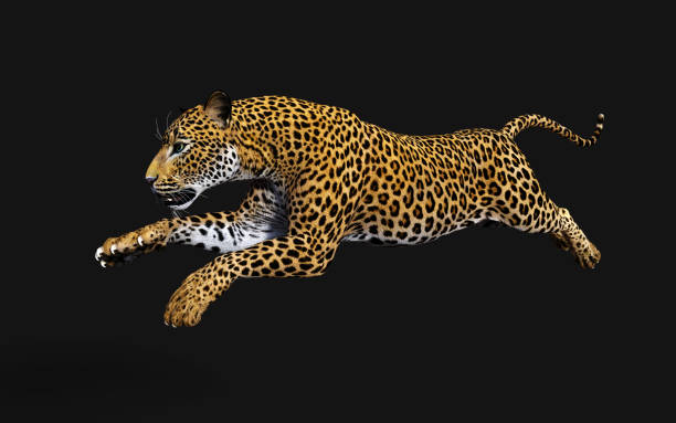 istock 3d Illustration Leopard, Panthera Pardus, Tiger 1159351781