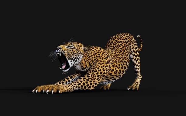 istock 3d Illustration Leopard, Panthera Pardus, Tiger 1159351786