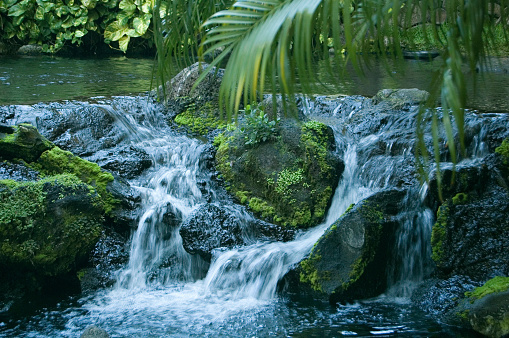Tropical stream with a small waterfall and foilage 