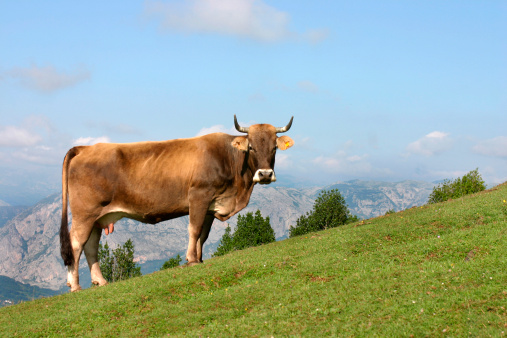 A cow grazing in a mountain of Asturias, near the San Lorenzo pass