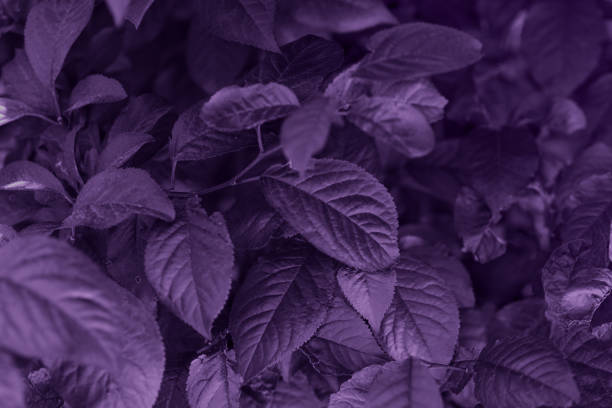 Purple leaf texture. Beautiful leaves texture background.