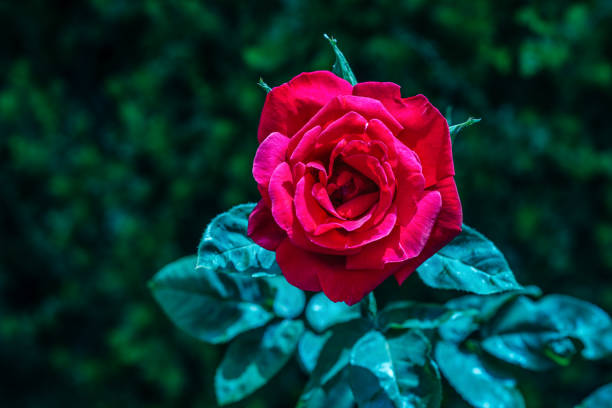 istock Beautiful rose in garden. 1159353438