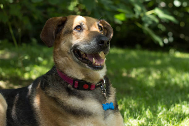 istock Happy Dog Sitting In The Park 1159354078