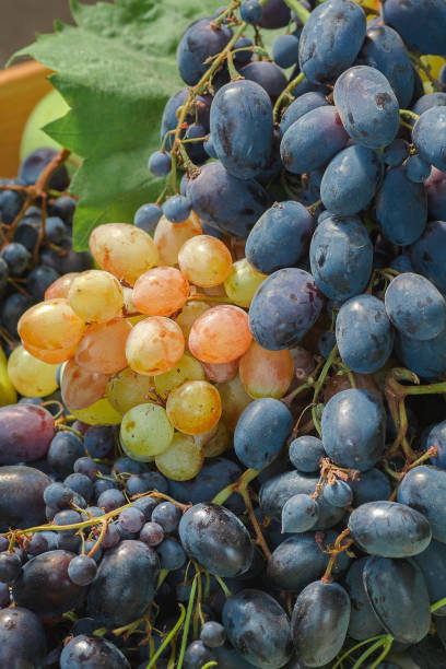 istock ripe bunch of grapes black and white 1159354226