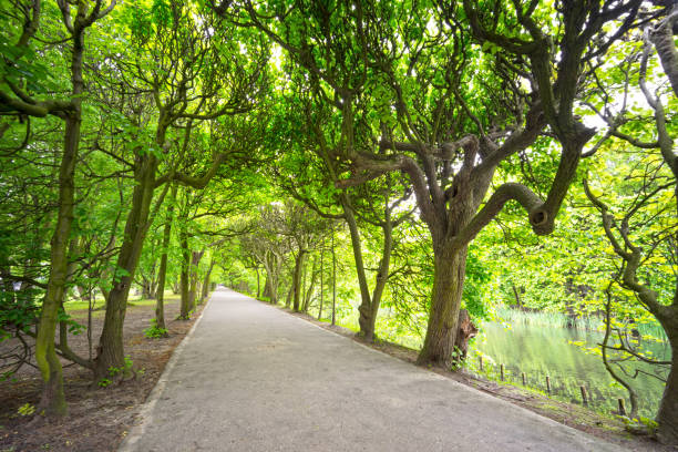istock Alley in the park  Oliva 1159354678