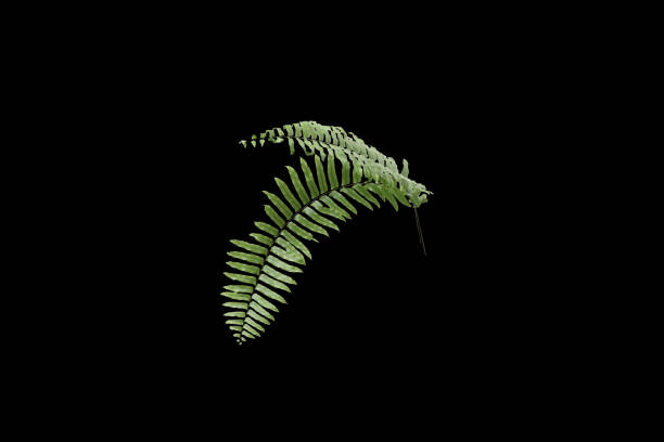 istock Closeup fresh green fern 1159354853