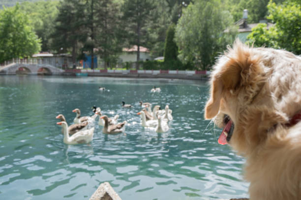 Golden retriever in a lake. Pets / Dog in the nature.