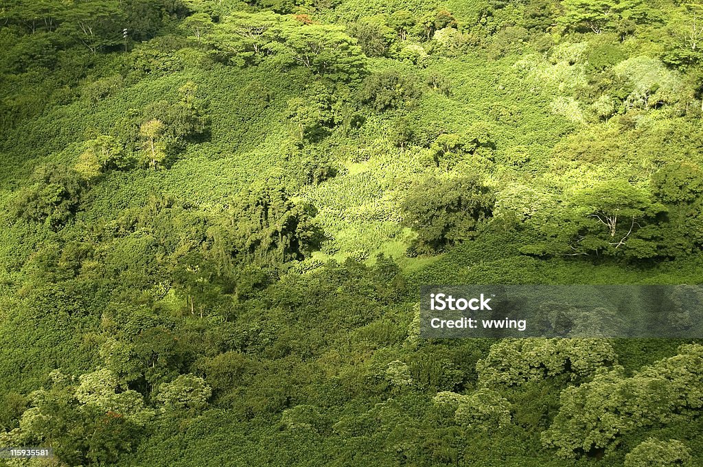 Selva tropical Canopy- Vista aérea - Foto de stock de Aire libre libre de derechos