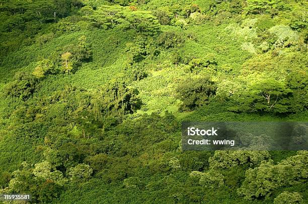 Selva Tropical Canopy Vista Aérea Foto de stock y más banco de imágenes de Aire libre - Aire libre, Arbusto, Bosque pluvial