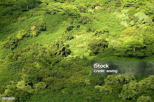 Canopy空から見た熱帯雨林 - カラー画像のストックフォトや画像を多数ご用意 - カラー画像, ヤシの木, 人物なし