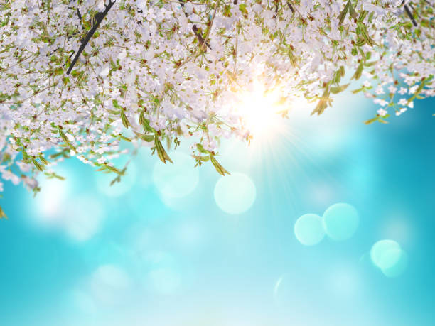 istock 3D Cherry blossom leaves on a blue sky background 1159355992