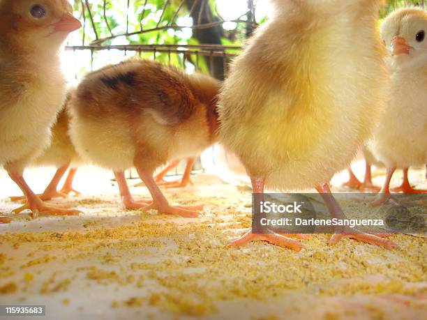 Foto de Hot Pernas e mais fotos de stock de Alimentação Saudável - Alimentação Saudável, Animal, Bico