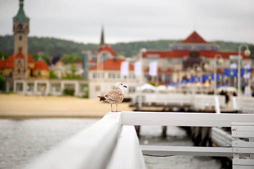 On the longest wooden pier in Europe in Poland, Sopot, a seagull sits on the fence and awaits cookies from travelers