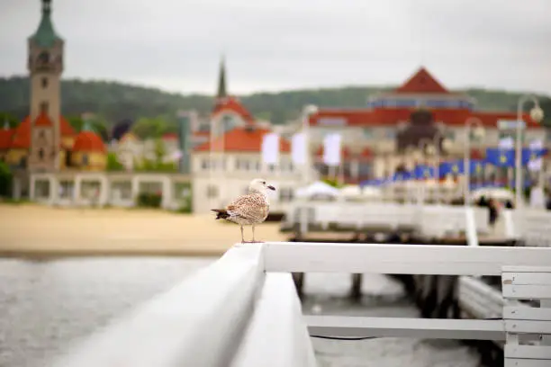 Photo of Sopot Poland, on the fence of a seagull,