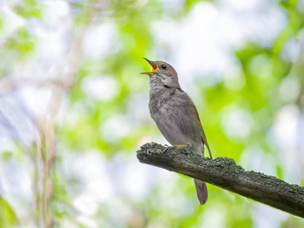 singing nightingale on a tree branch singing nightingale on a tree branch in the forest nightingale stock pictures, royalty-free photos & images