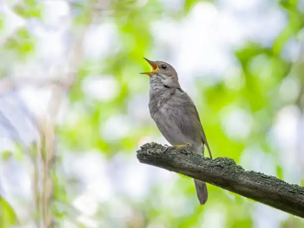 singing nightingale on a tree branch in the forest