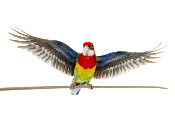 istock Rosella parrot with spread wings isolated on white 1159357826