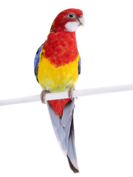 istock Rosella parrot isolated on white 1159357827