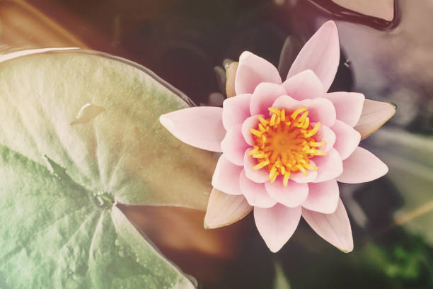 Pink water lily and pads, top view. Retro style processing with light leaks and matte finish
