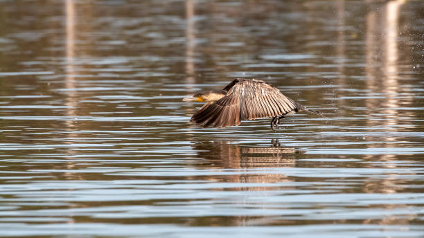 istock Great cormorant in low flight above Lake Naivasha 1159357975