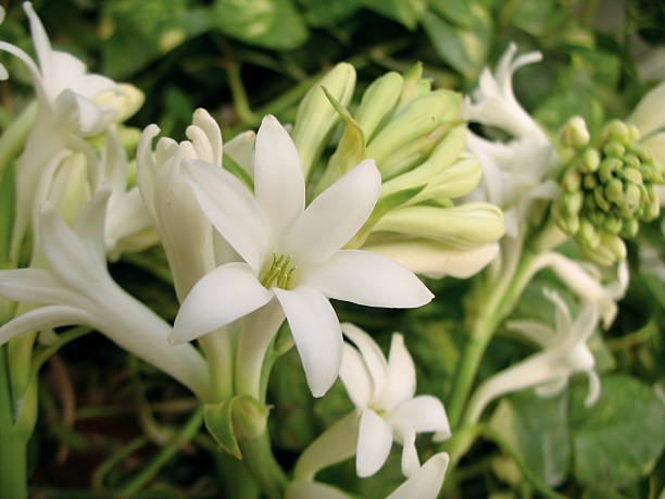 Tuberose  night blooming cereus stock pictures, royalty-free photos & images