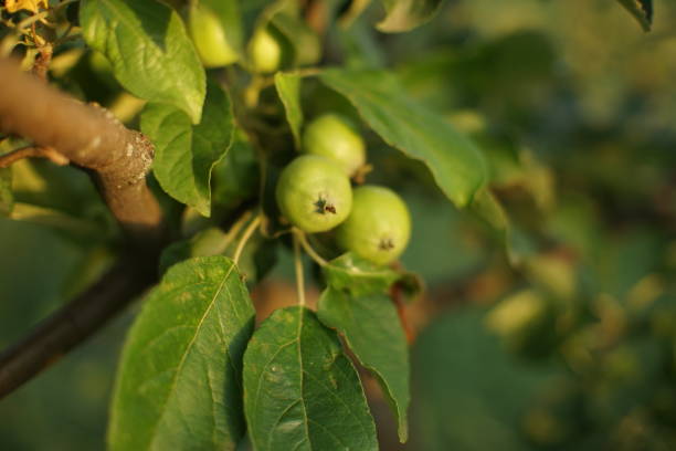 istock Apple tree branch with young green fruit 1159359053