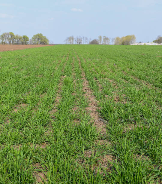 istock drought in the field in spring time 1159359426