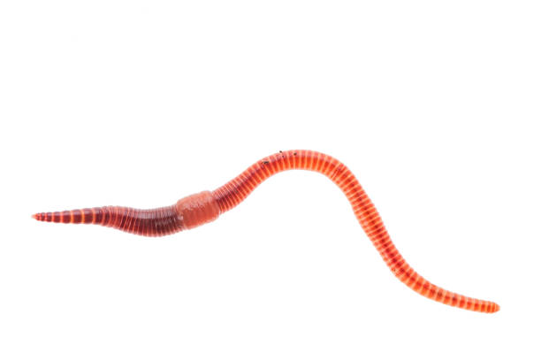 макро выстрел красного червя dendrobena, дождевой червь живая приманка для рыбалки изолированы на белом фоне. - fishing worm стоковые фото и изображения