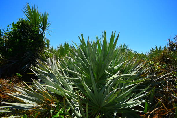 zona de palmetto de sierra de plata con cielo azul por encima - florida palm tree sky saw palmetto fotografías e imágenes de stock