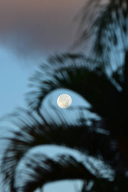 istock Dawn moon through gap in dropping palm fronds with clouds above 1159362046