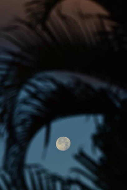 istock Moon through gap in dropping palm fronds 1159362178