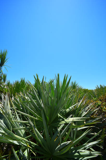 palmetto de sierra de plata con cielo azul por encima - florida palm tree sky saw palmetto fotografías e imágenes de stock