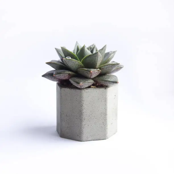 Photo of succulent green echeveria in concrete pot. isolated succulent flower in white background. cement original pot with house plant.
