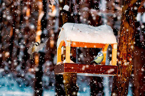 tit in the snowy winter bird feeder