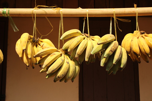 ripe hands, bunches of small yellow bananas hanging out the front of a Thai farmers home in Northern Thailand, Southeast Asia