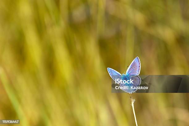 Latający Od Buterfly - zdjęcia stockowe i więcej obrazów Motyl - Motyl, Przeistaczać, Zmiana