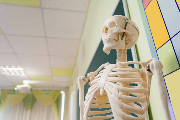 istock Human skeleton on the background of the school board 1159365841